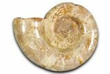 Jurassic Ammonite (Hemilytoceras) Fossil - Madagascar #349135-1